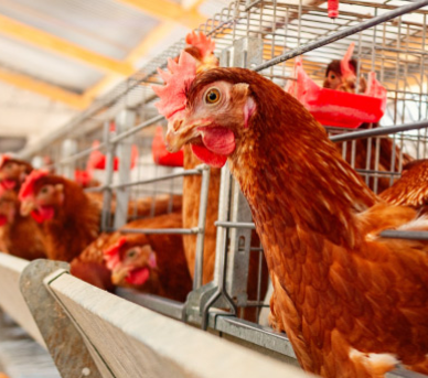 智慧养殖综合管理平台